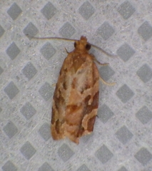 Argyrotaenia hodgesi