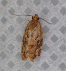 Argyrotaenia hodgesi