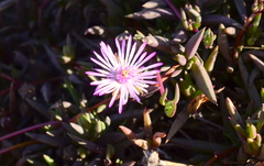 Lampranthus filicaulis
