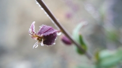 Streptanthus glandulosus pulchellus
