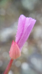 Clarkia gracilis gracilis
