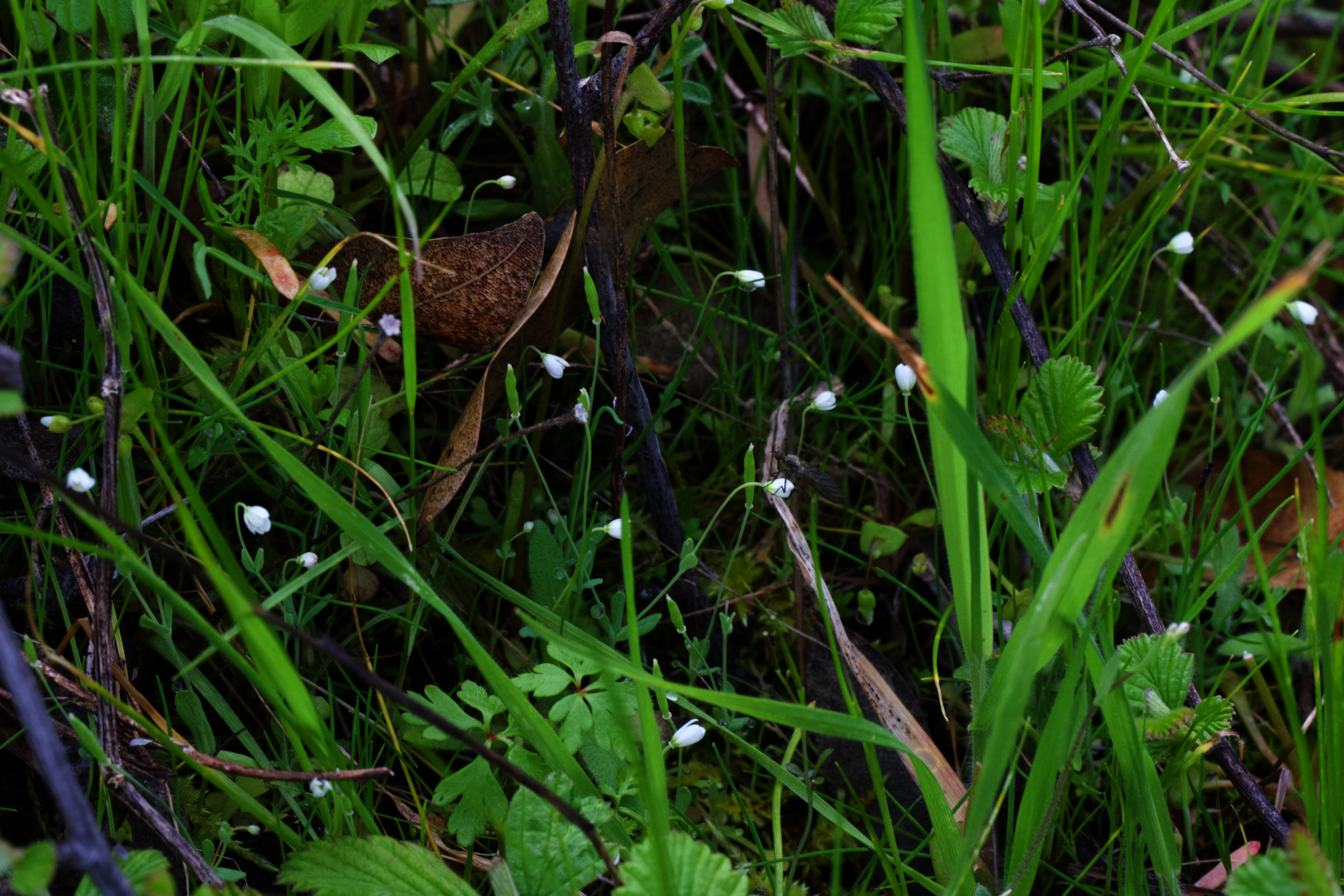 Image of Meconella oregana by (c) Arvel Hernandez, some rights reserved (CC BY)