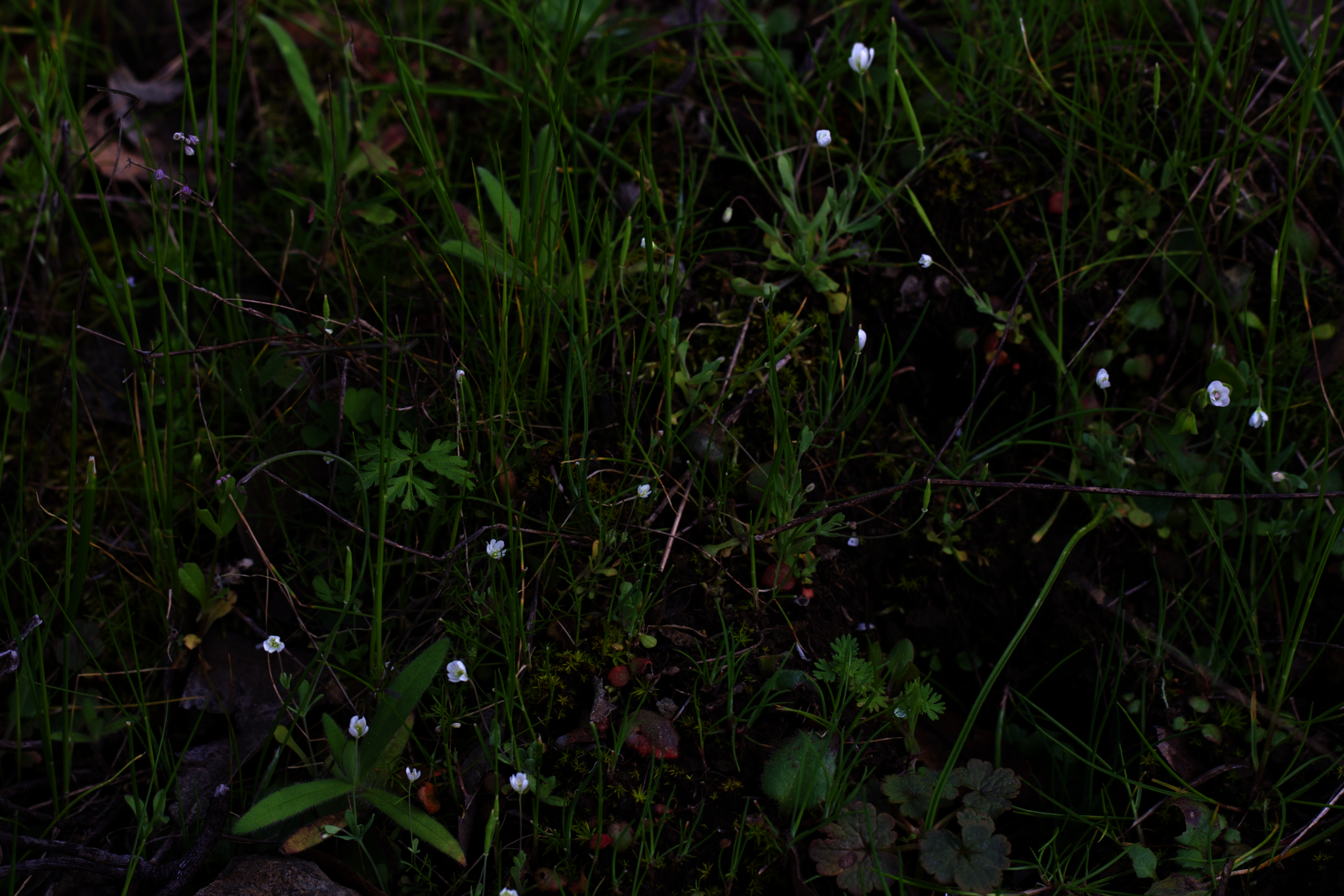Image of Meconella oregana by (c) Arvel Hernandez, some rights reserved (CC BY)