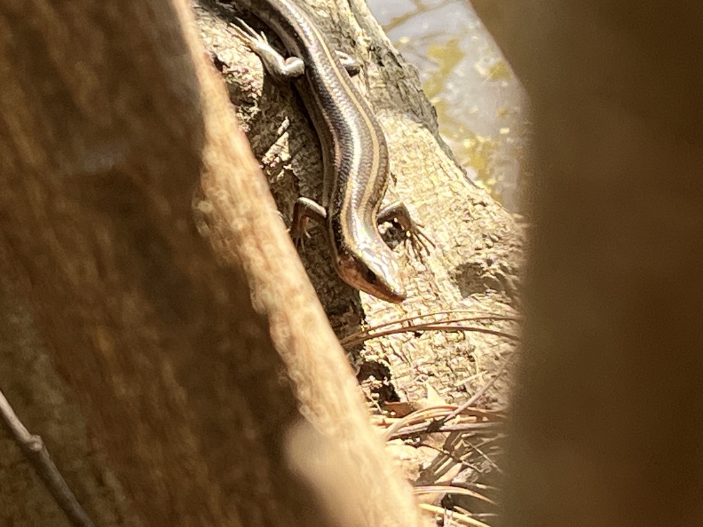 Common Five-lined Skink from Mills Lake Wynd, Holly Springs, NC, US on ...