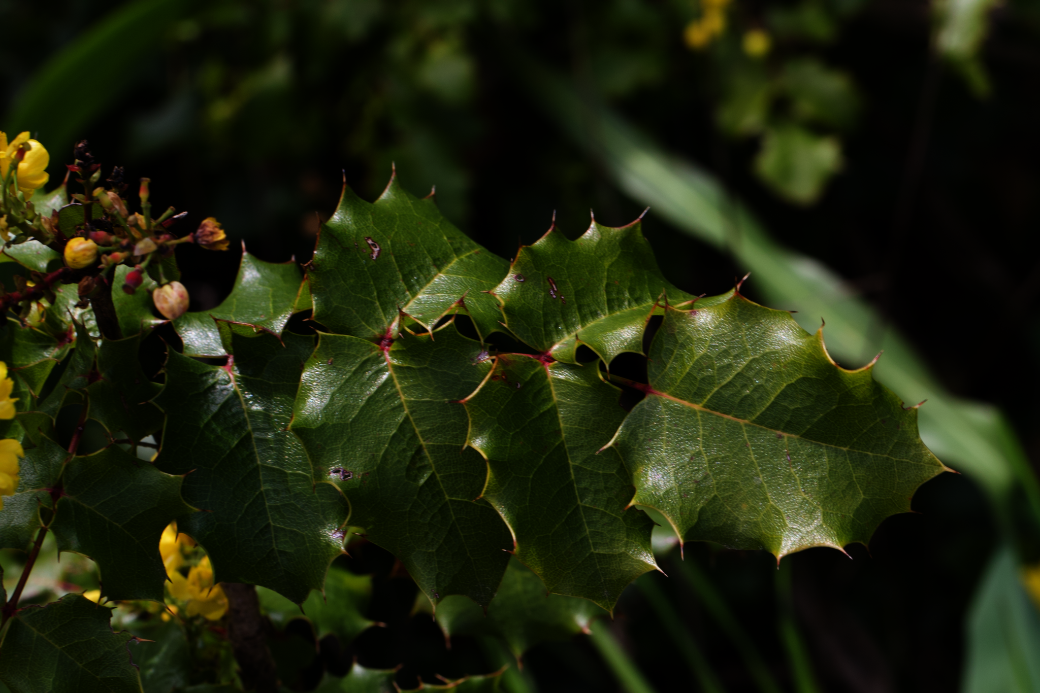 Image of Berberis pinnata by (c) Arvel Hernandez, some rights reserved (CC BY)