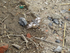 Chiomara asychis