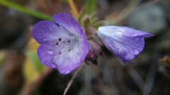 Phacelia divaricata