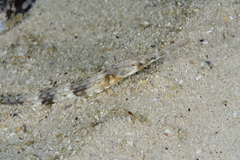 Syngnathus temminckii