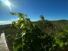 Handroanthus impetiginosus