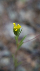 Rigiopappus leptocladus