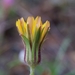 Agoseris heterophylla heterophylla - Photo 由 David Greenberger 所上傳的 (c) David Greenberger，保留部份權利CC BY-NC-ND