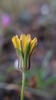 Annual False Dandelion - Photo (c) David Greenberger, some rights reserved (CC BY-NC-ND), uploaded by David Greenberger