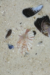 Scutellastra cochlear