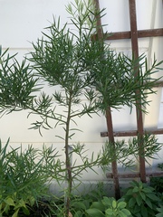 Afrocarpus