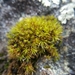 Hair-pointed Grimmia - Photo (c) David Greenberger, some rights reserved (CC BY-NC-ND), uploaded by David Greenberger