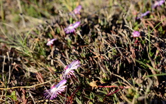 Lampranthus filicaulis