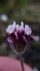 Trifolium dichotomum