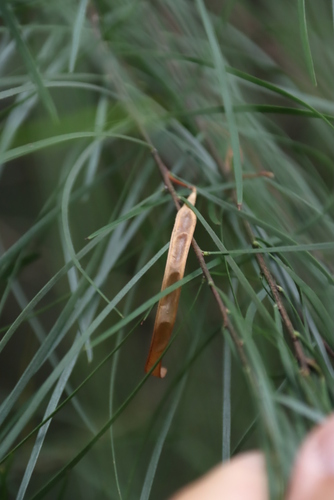 Image of Acacia viscidula by (c) Tony Rebelo, some rights reserved (CC BY-SA)