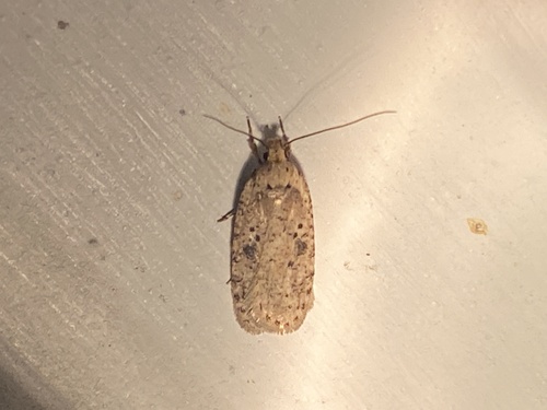 Canadian Agonopterix Moth photo 2