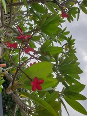 Plumeria rubra