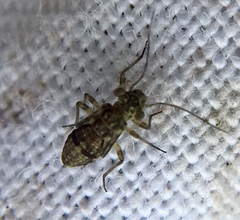 Mesopsocus