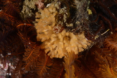 Margaretta levinseni