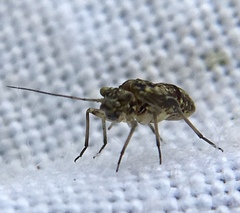Mesopsocus
