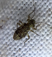 Mesopsocus