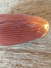 Prosopanche americana