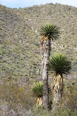 Yucca carnerosana