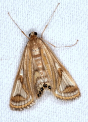 Strepsinoma foveata