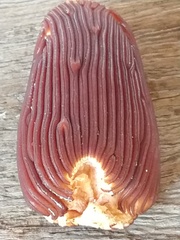 Prosopanche americana