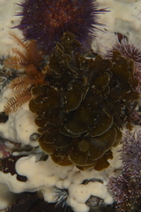 Exallosorus harveyanus