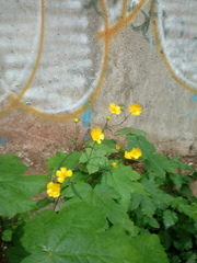 Ranunculus