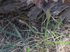 Tropidurus etheridgei