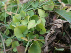 Dichondra brevifolia