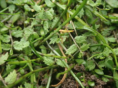 Lobelia perpusilla