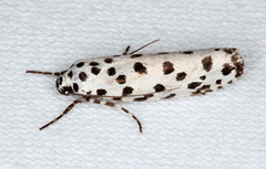 Ethmia clytodoxa