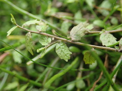 Lobelia perpusilla