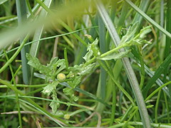 Centipeda cunninghamii