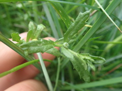 Centipeda cunninghamii
