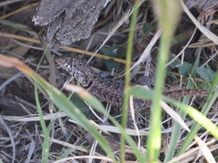 Tropidurus etheridgei