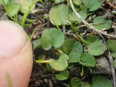 Dichondra brevifolia