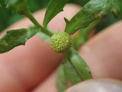 Centipeda cunninghamii