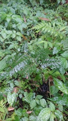 Diplazium laxifrons