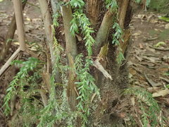 Tmesipteris horomaka