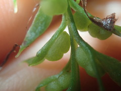 Tmesipteris horomaka