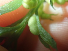 Tmesipteris horomaka