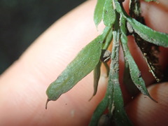 Tmesipteris horomaka