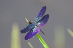 Rhyothemis plutonia